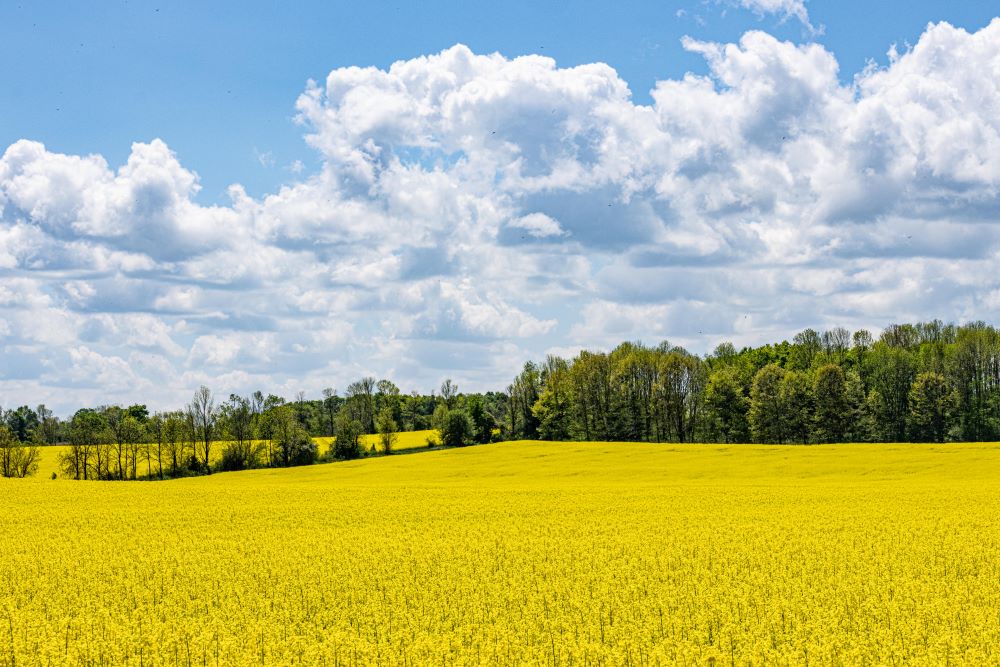 Canola at its Peak, Grey County